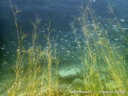 stuckenia_pectinata-fjacob-30