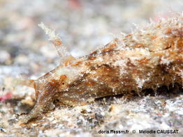 Stylocheilus_polyomma-meca101