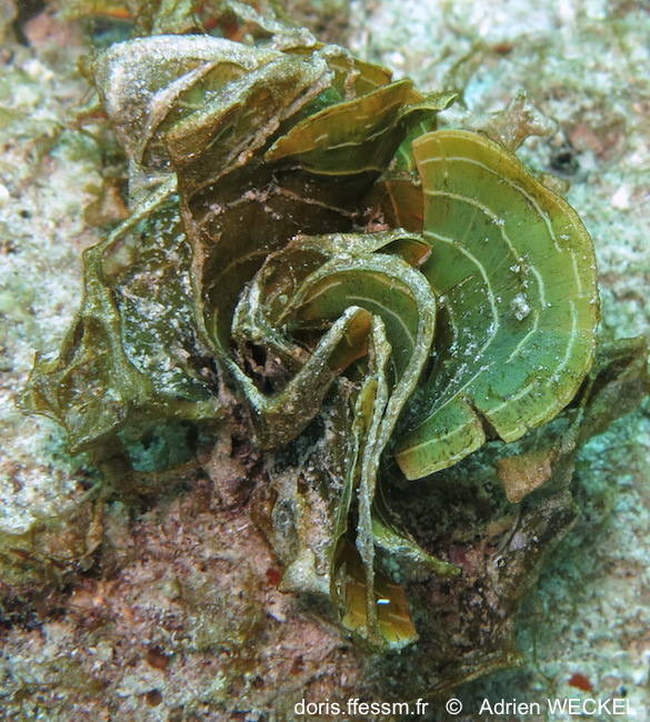 Stypopodium ceinturé