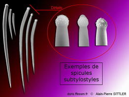 Substylostyle_glossaire-aps01