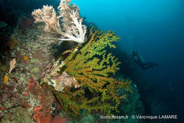 tubastraea_micranthus-vl8