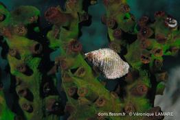 tubastraea_micranthus-vl9