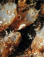 ascidiella_aspersa-fa11