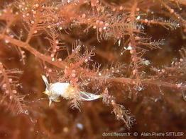 trapania_lineata-aps151