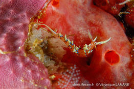 Caloria_indica_vl1