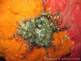 aiptasia_mutabilis-aps202