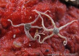amphipholis_squamata-apr1