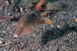 canthigaster_compressa-vl1