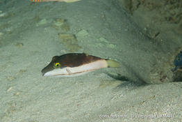 canthigaster_smithae-vl2