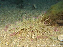 condylactis_aurantiaca-fa1