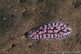 phyllidiella_pustulosa-vl1