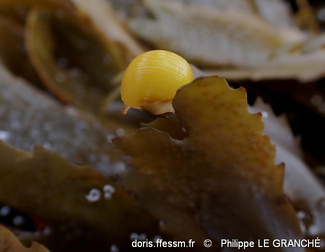 Sur Fucus serratus