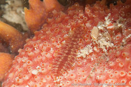 gastrolepidia_clavigera-vl1