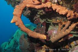 parazoanthus_puertoricense_agelas_ap1