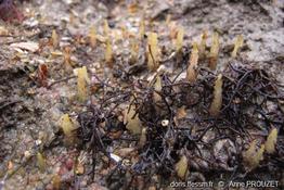 ciocalypta_penicillus-apr1