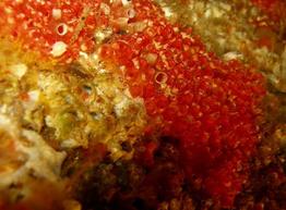 distomus_variolosus-fa3