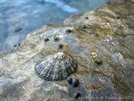 patella_rustica-1