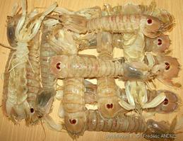 squilla_mantis-fa2