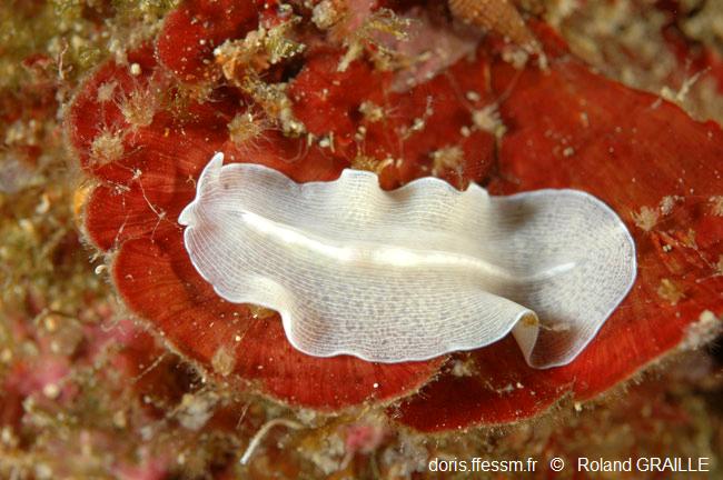 Ver plat albinos de Méditerranée