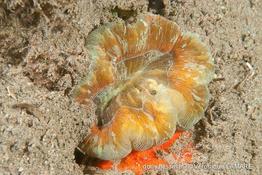 trachyphyllia_geoffroyi-vl1