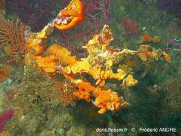 schizomavella_mamillata-fa56b