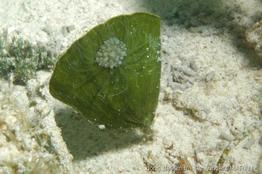 viatrix_globulifera_vm7