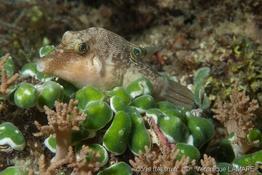 canthigaster_compressa-vl3