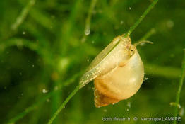 Bithynia_tentaculata-vl01