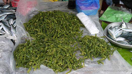 caulerpa_lentillifera-vl8