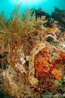pearsonothuria_graeffei-8vl