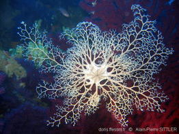 astropartus_mediterraneus-aps102