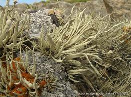 ramalina_siliquosa-ap5