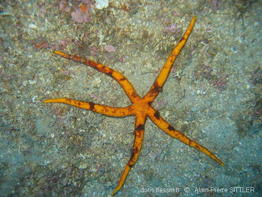 chaetaster_longipes-aps301