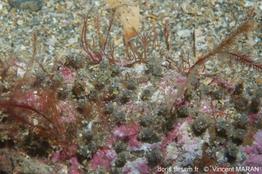isozoanthus_sulcatus_45456vm