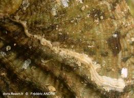 spirobranchus_lamarcki-fa62