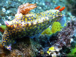 hypselodoris_kanga-aps13