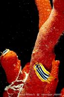 chromodoris_quadricolor-vl6