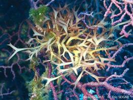 gloiocladia_repens-es1