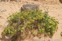 crithmum_maritimum-vl1