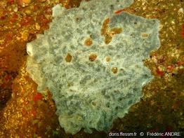 diplosoma_spongiforme-fa20
