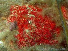 raspaciona_aculeata-fa52