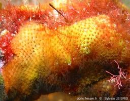 pentapora_ottomulleriana-slb49a