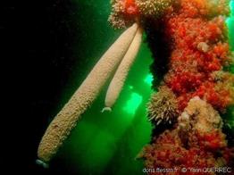 sycon_quadrangulatum-yaqu-img_01