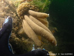 sycon_quadrangulatum-yaqu-img_02
