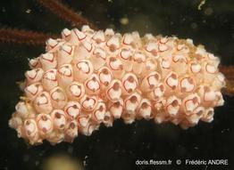 symplegma_rubra-fa228