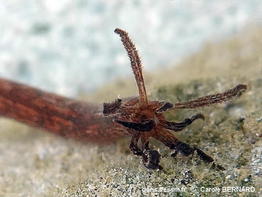 Synaptula_media-cabo015