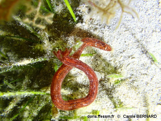 Synaptula_media-cabo030