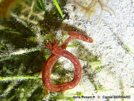 Synaptula_media-cabo030