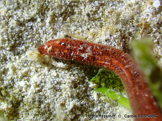 Synaptula_media-cabo031jpg