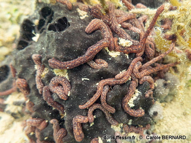 Synaptula_media-cabo050